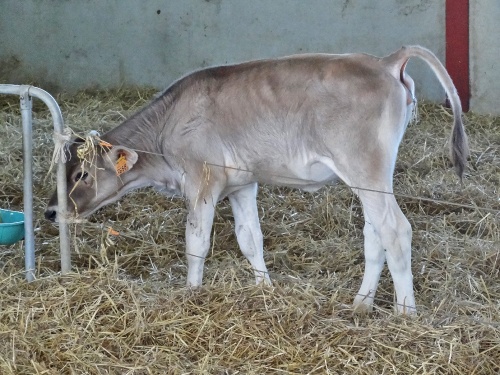 Une "nurserie" pour les vaches Brune , chez Chevallier-Jacoillot à Mauvilly...