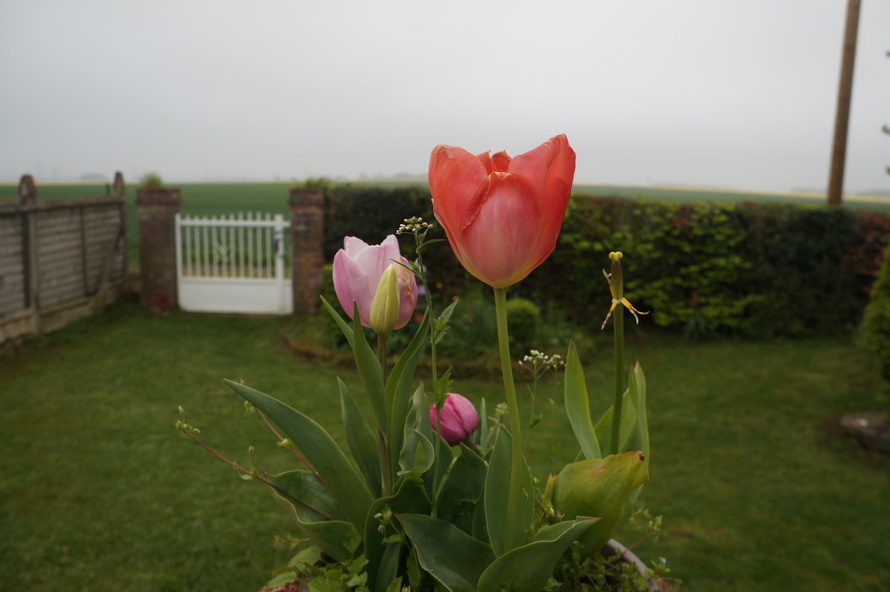 «La Tulipe Noire»