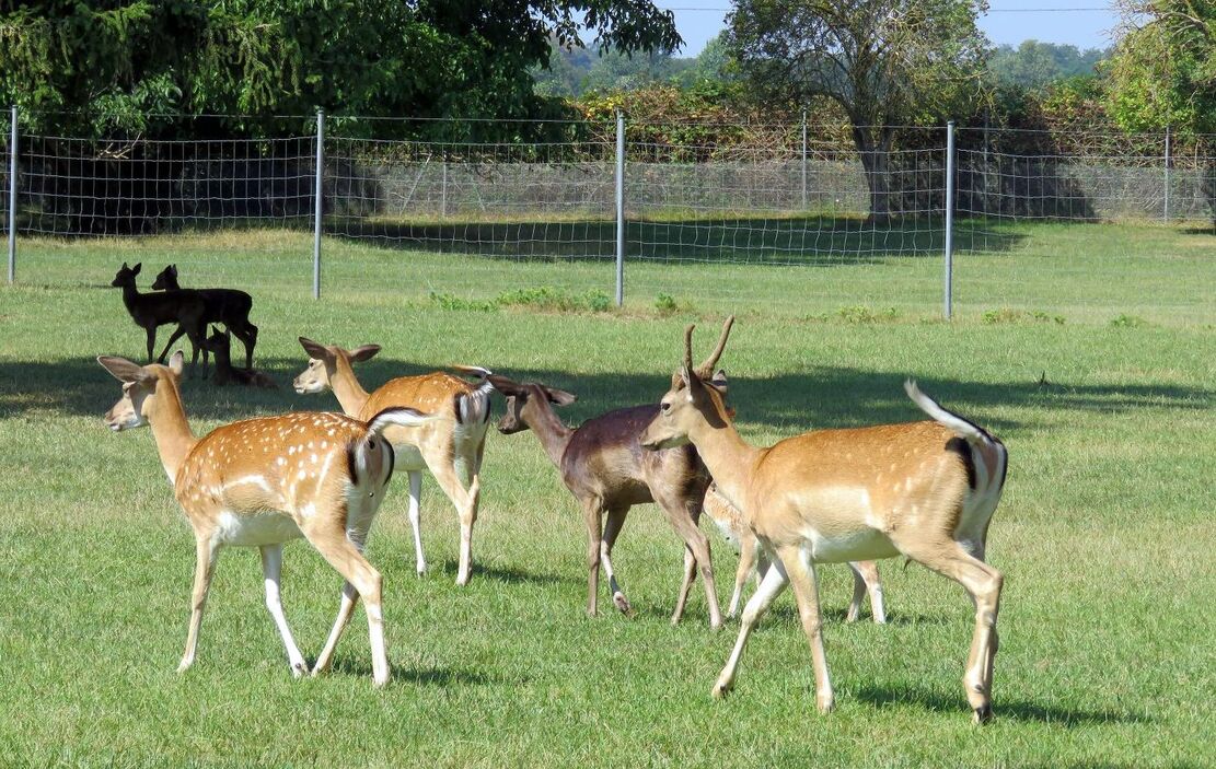 dans un parc à Ottarsheim