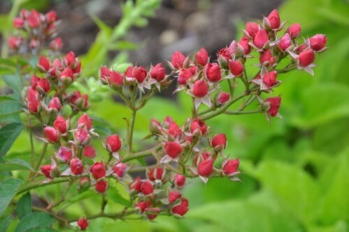 rosier-fraise-des-bois.jpg