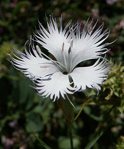 250px-Dianthus monspessulanus