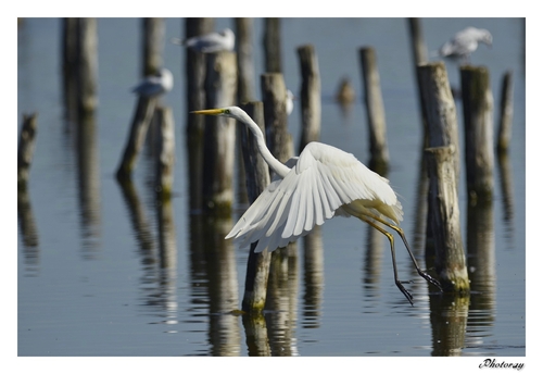 Grande Aigrette