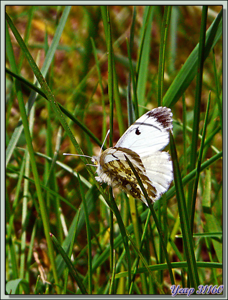 Papillon Aurore (Anthocharis cardamines) femelle - Lans-en-Vercors - 38