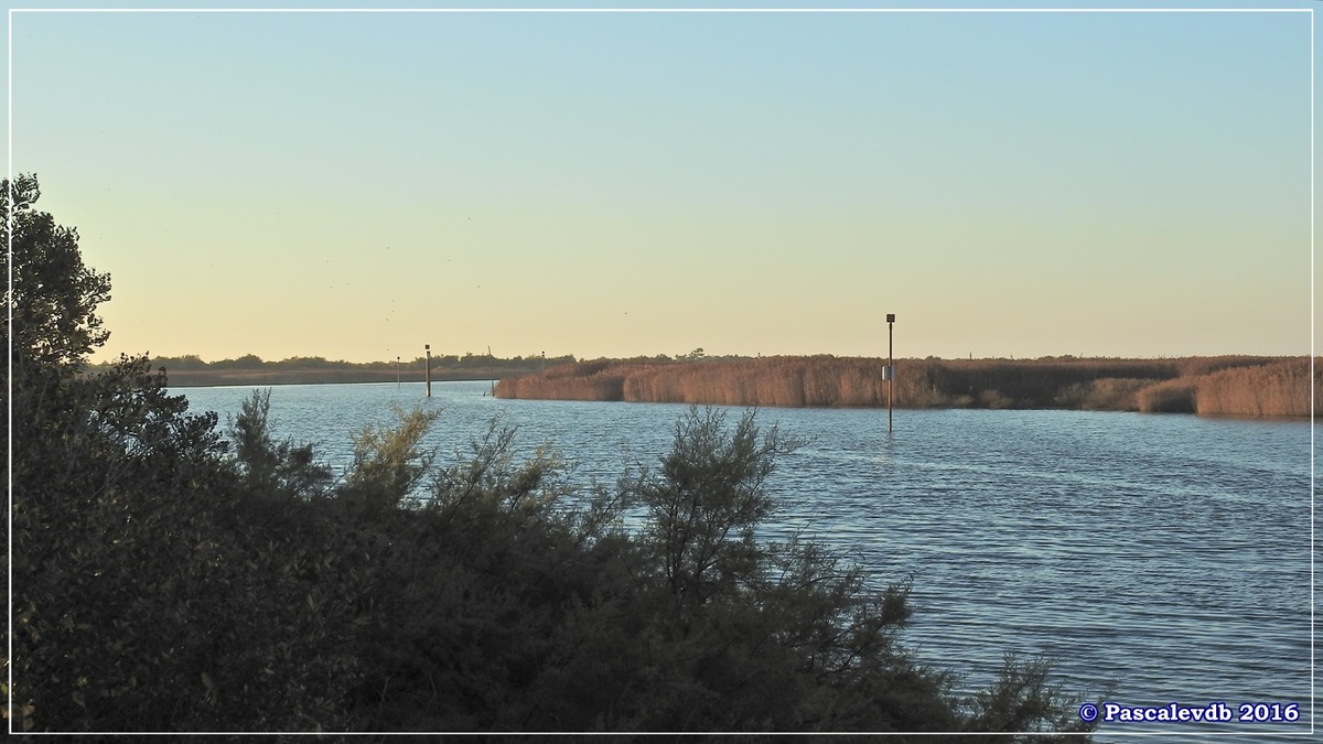 Réserve ornitho du Teich - Octobre 2016 - 8/11