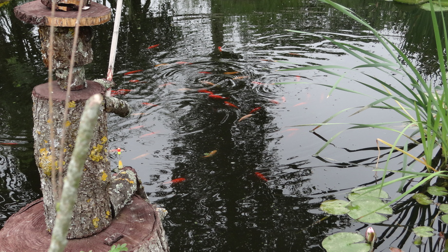 En Novembre, Idéal Pour Créer un Petit Coin Avec de l'Eau