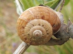 Escargot des jardins