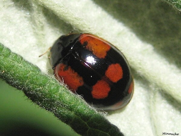 Coccinelles