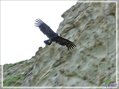 Condors sur le chemin vers Torres del Paine - Punta Arenas - Patagonie - Chili