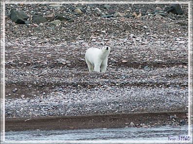 Notre premier ours blanc (Polar bear) de la journée (suite) - Peel Sound - Prince of Wales Island - Nunavut - Canada