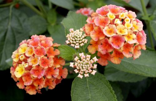 Fleurs cultivées : Lantana