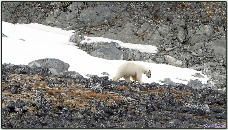 Rencontre avec le seigneur de l'Arctique : l'ours polaire - Magdalenfjord - Spitzberg - Svalbard - Norvège