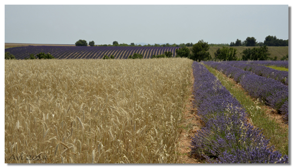 Le plateau de Valensole