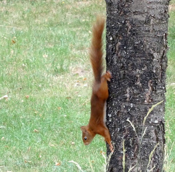 Un écureuil, adorable visiteur de mon jardin....
