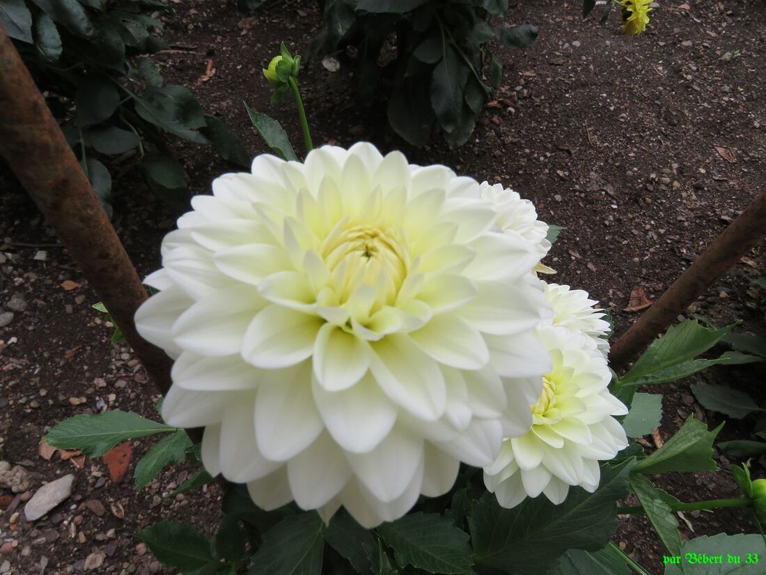 des fleurs de dahlias 