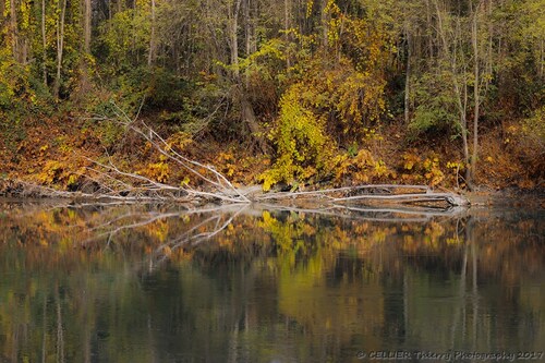 Reflets d'automne sur le Rhône - Autome 2016 - Lucey - Savoie