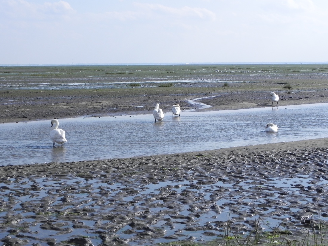 les cygnes du Bassin d'Arcachon