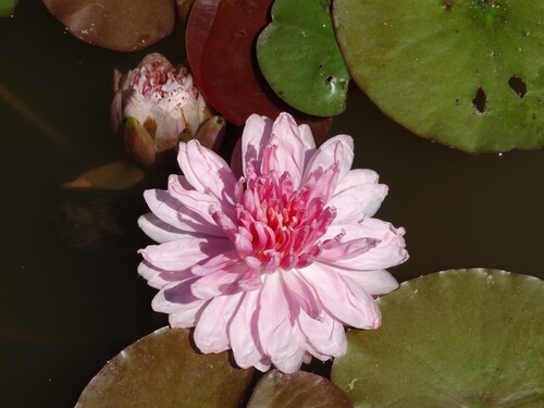 Les jardins d'eau de Carsac-Aillac : lotus et nymphéas...