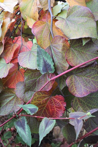 cercis canadensis 'Ruby falls'