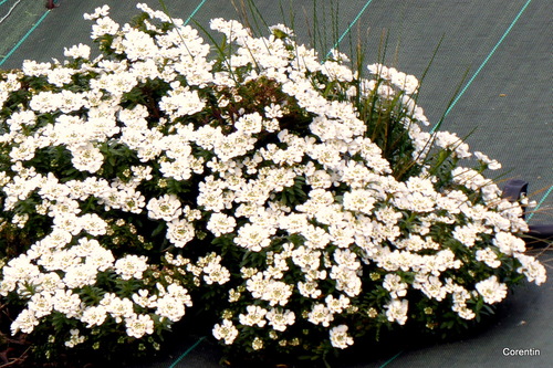 Petites fleurs blanches 