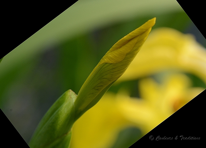 Iris sauvage jaune 