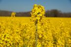 Champs de colza en fleur