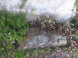 Des fleurettes printanières le long des murs et des chemins