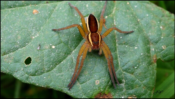 Dolomède    fimbriatus.