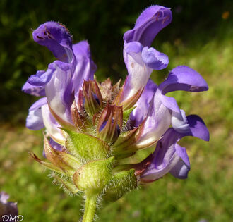 Prunella grandiflora  -  brunelle à grandes fleurs