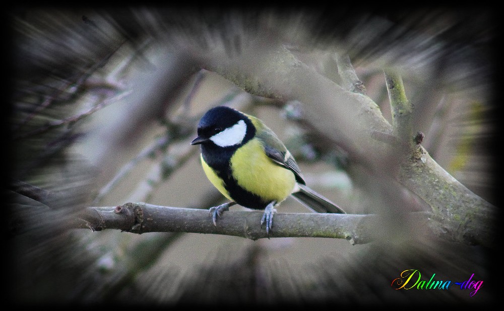 mésange charbonnière