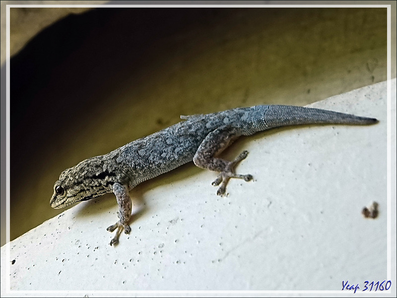 Gecko indéterminé (corps bleu clair) - Victoria Falls - Zimbabwe