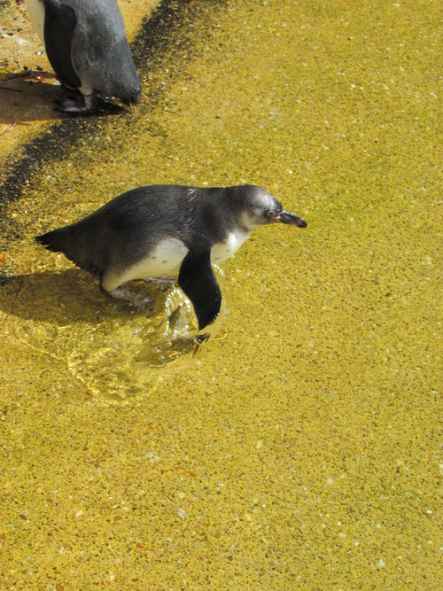 Zoo de Beauval (2).