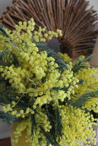 Bouquet de mimosa