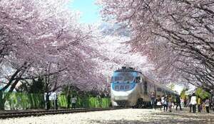 story life trains cherry blossooms 