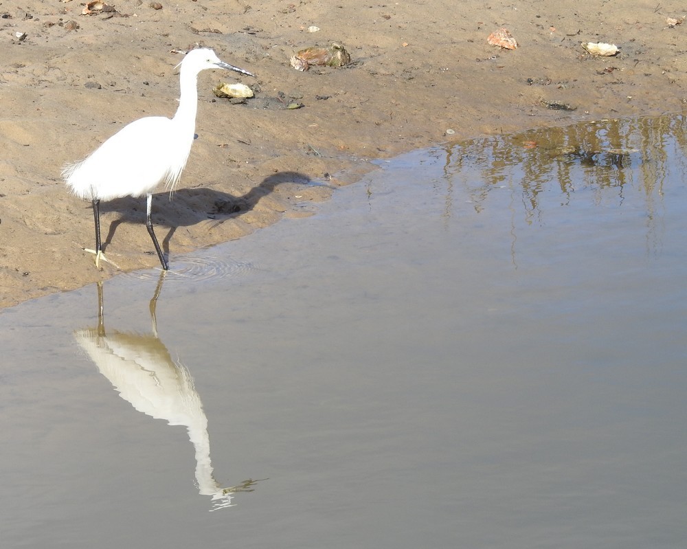 L'aigrette, son reflet et son ombre...