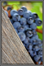 Adieu PANIERS, VENDANGES sont faites