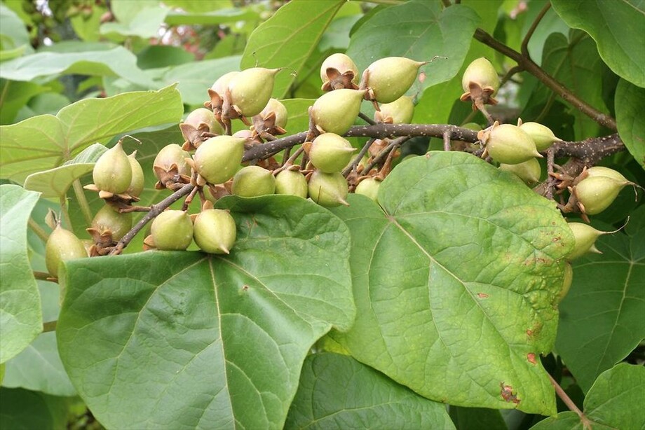 Arbre Impérial Paulownia Tomentosa