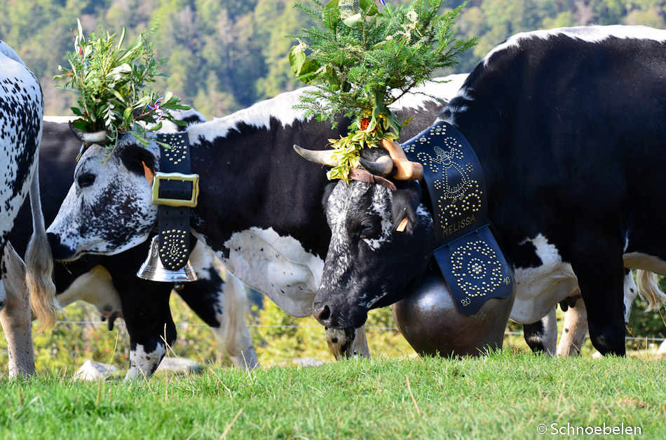 transhumance alsace vosges