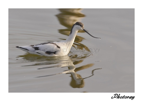 Avocette