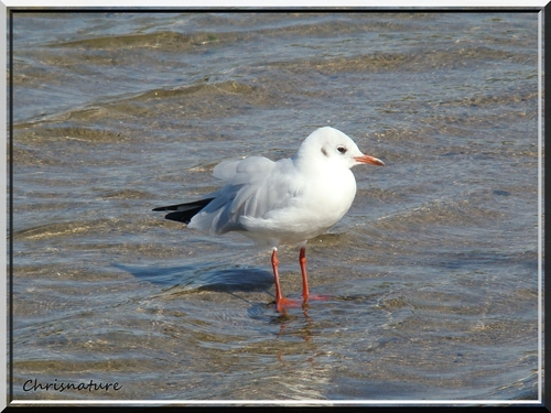 Mouette Rieuse