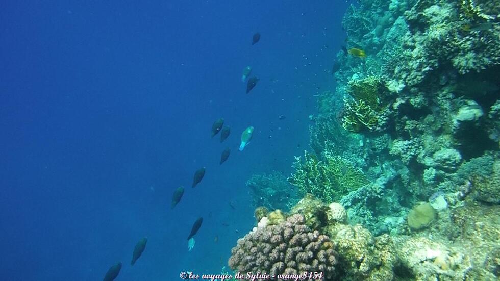 MARSA ALAM ÉGYPTE POISSONS 