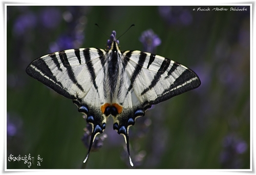 Le Flambé (Iphiclides podalirius) - Papilionidae