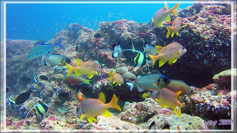 Un problème pour ce malheureux Poisson-écureuil - Thudufushi Thila - Atoll d'Ari - Maldives