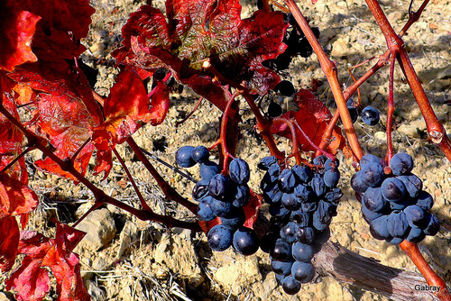 Vigne, raisins & feuilles ...