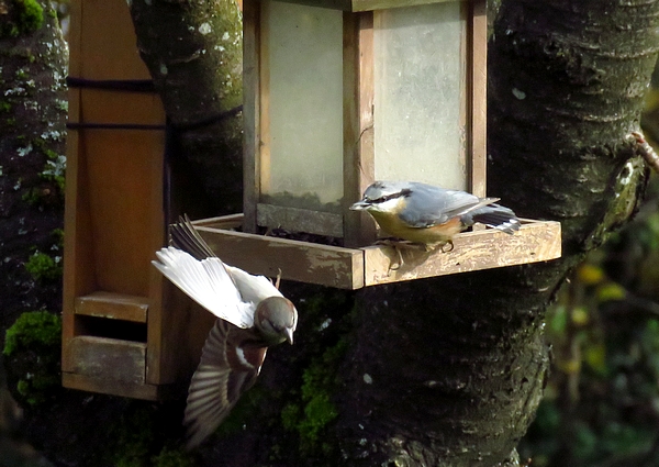 D'autres oiseaux visiteurs de mon jardin cet hiver...