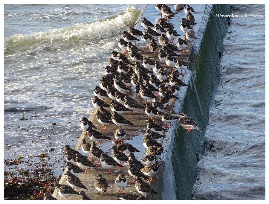 Oiseaux du littoral en hiver 