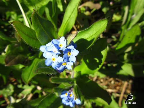 Myosotis