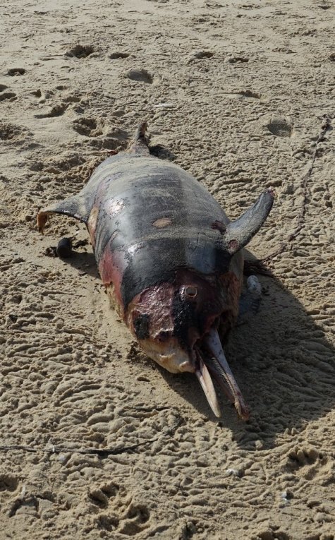 Triste record : plus de 400 dauphins échoués sur la côte Atlantique depuis début 2019...