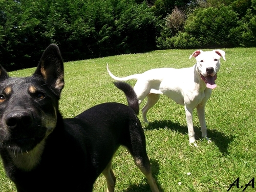 Cani roller et jeux