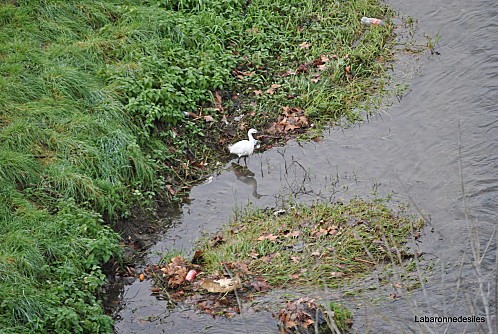 ANIMAUX-DIVERS 2262-1