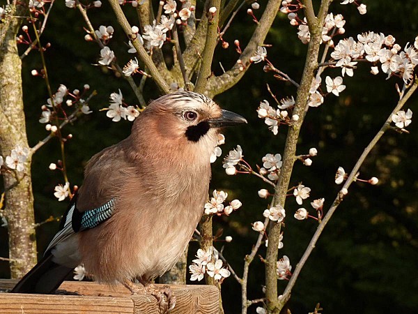 Noe-en-attente-pour-prendre-une-prune.jpg